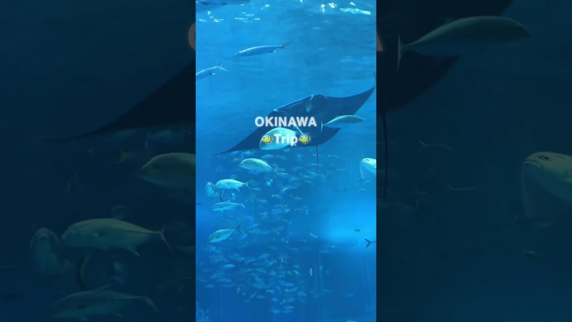 【沖縄旅】Okinawa Churaumi Aquarium / 美ら海水族館へ(旅行) #shorts 【沖縄旅】Okinawa Churaumi Aquarium / 美ら海水族館へ(旅行) #shorts
