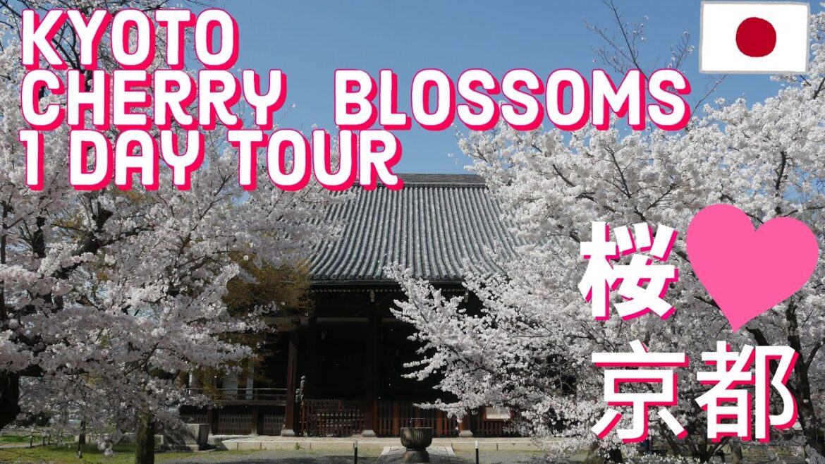【KYOTO】Cherry Blossoms 1 Day Tour 2023 April