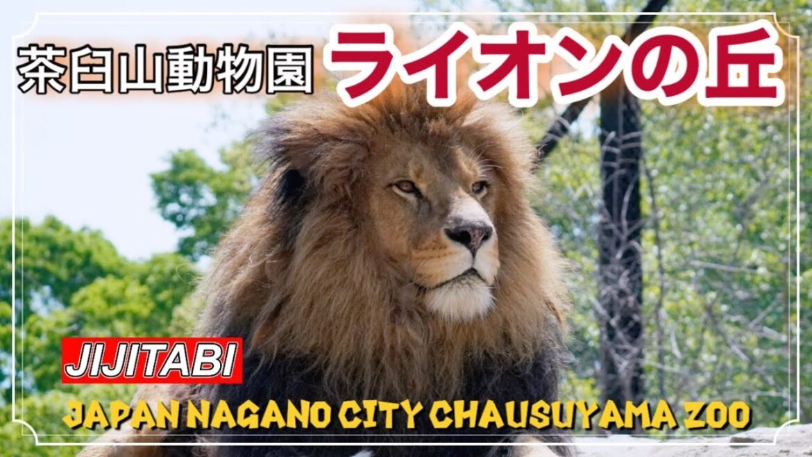 茶臼山動物園新設ライオンの丘Lion in Chausuyama Zoo, Nagano, Japan 茶臼山動物園新設ライオンの丘Lion in Chausuyama Zoo, Nagano, Japan