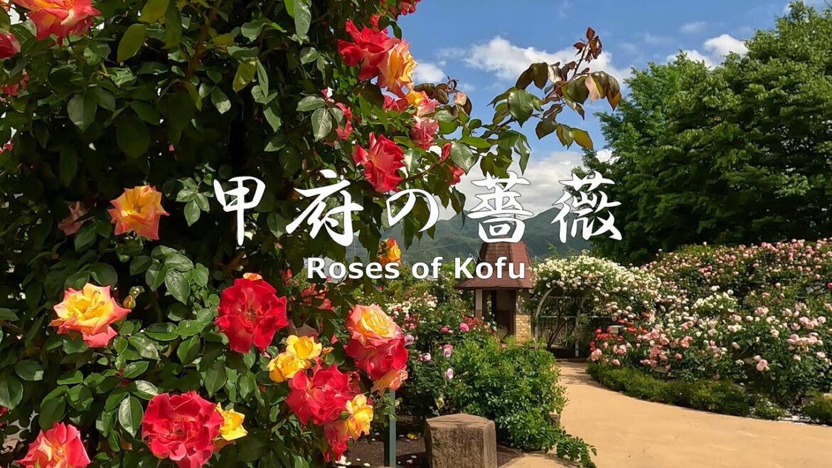 4K NON-STOP Walking through Roses in Full Bloom in the Kofu Basin 甲府盆地の満開の薔薇を歩く 4K NON-STOP Walking through Roses in Full Bloom in the Kofu Basin 甲府盆地の満開の薔薇を歩く