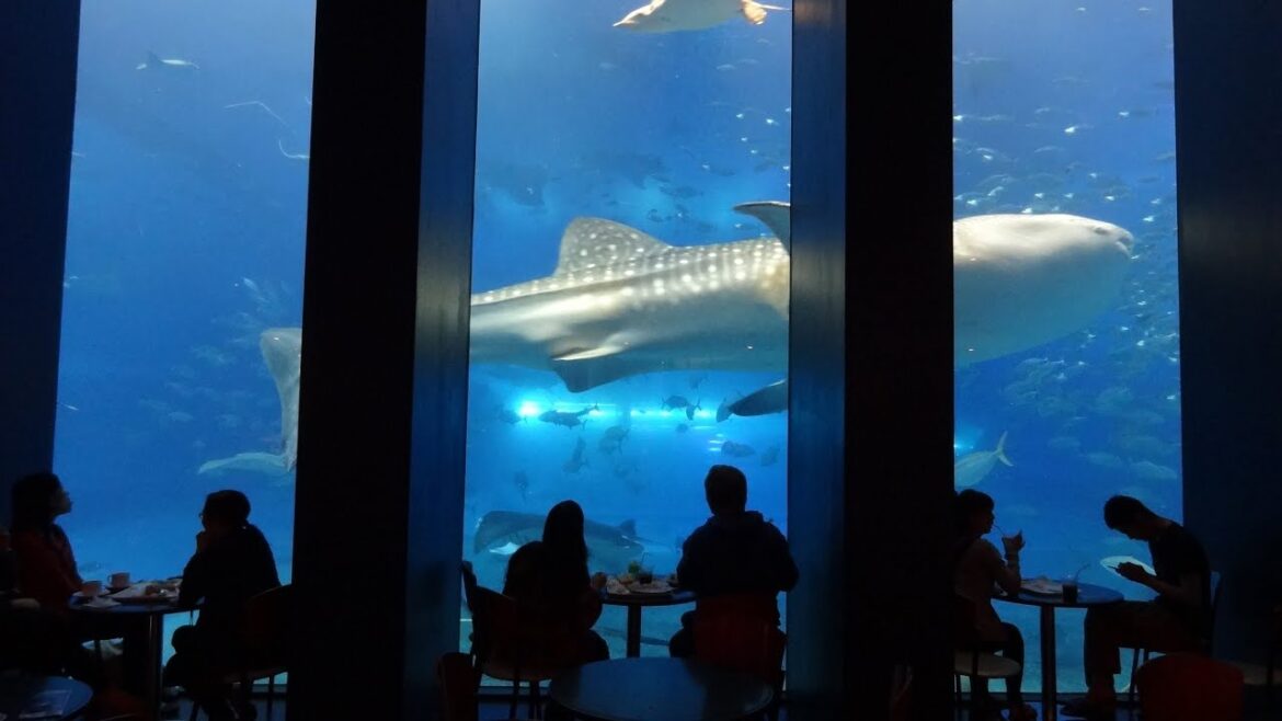 Okinawa Churaumi Aquarium
