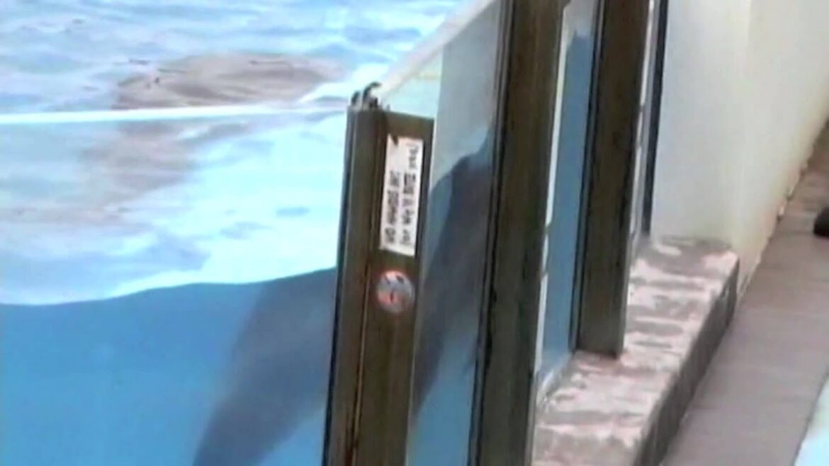 DELFINI E PINGUINI ? MARINEPIA, L’ACQUARIO DI NIIGATA ! DELFINI E PINGUINI ? MARINEPIA, L'ACQUARIO DI NIIGATA !