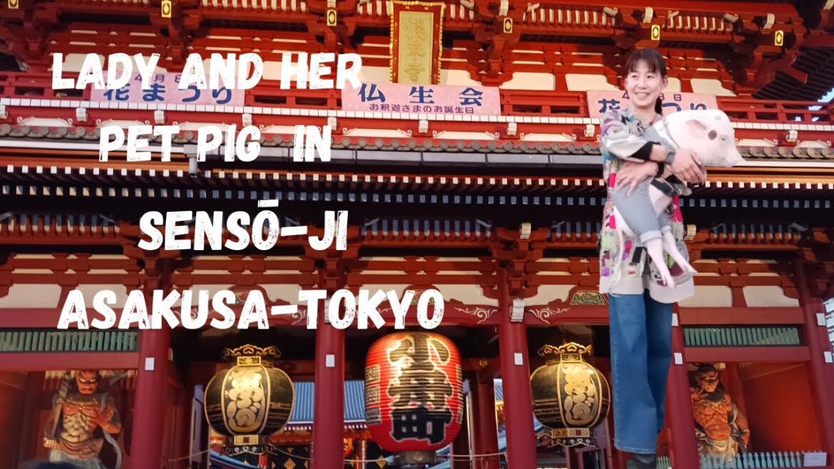 Lady and Her Pet Pig Explore Asakusa, Tokyo  🇯🇵