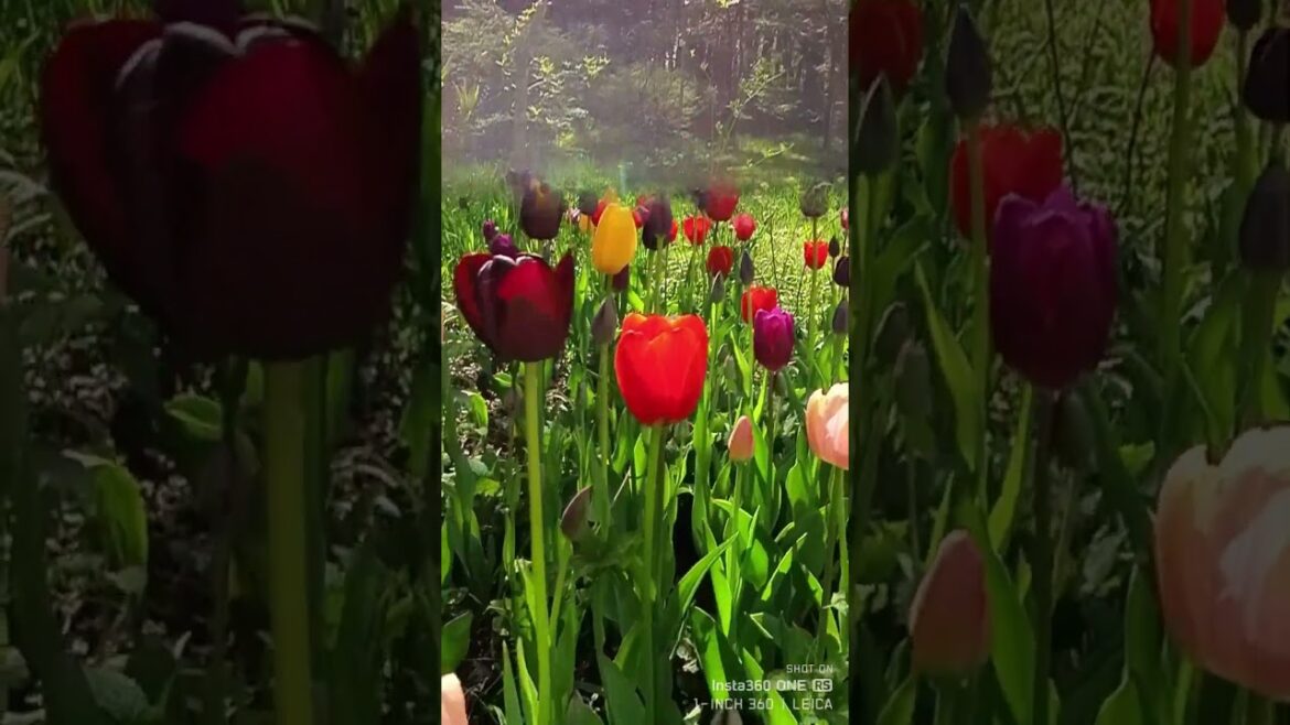 黒いチューリップ バラクライングリッシュガーデンの昼下がり 黒いチューリップ バラクライングリッシュガーデンの昼下がり