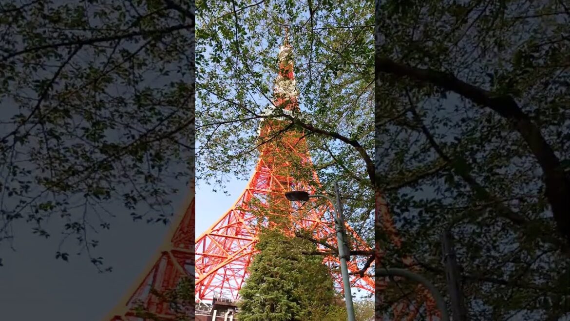 Walking to Tokyo tower! #exercise #tokyotower #japan