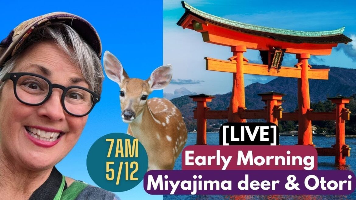 {LIVE} Early morning Miyajima deer & Giant Tori gate #hiroshima #travel #guidedtour with Joy