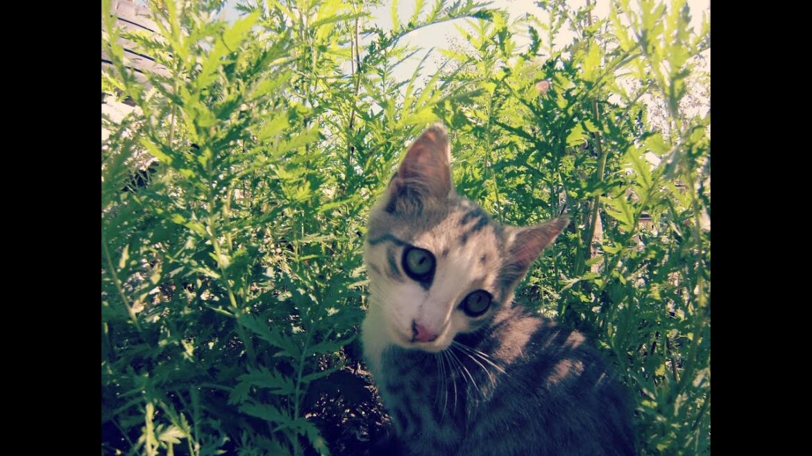 Just Travel #2 [Vacation On The River]-Dima Anisimov | Cute cat