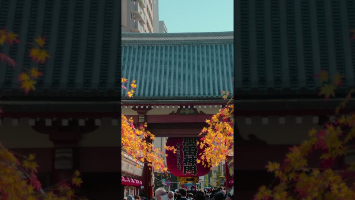 Autumn market at Sensō-ji, Tokyo | Amazing Japan Travel Adventure Documentary Autumn market at Sensō-ji, Tokyo | Amazing Japan Travel Adventure Documentary