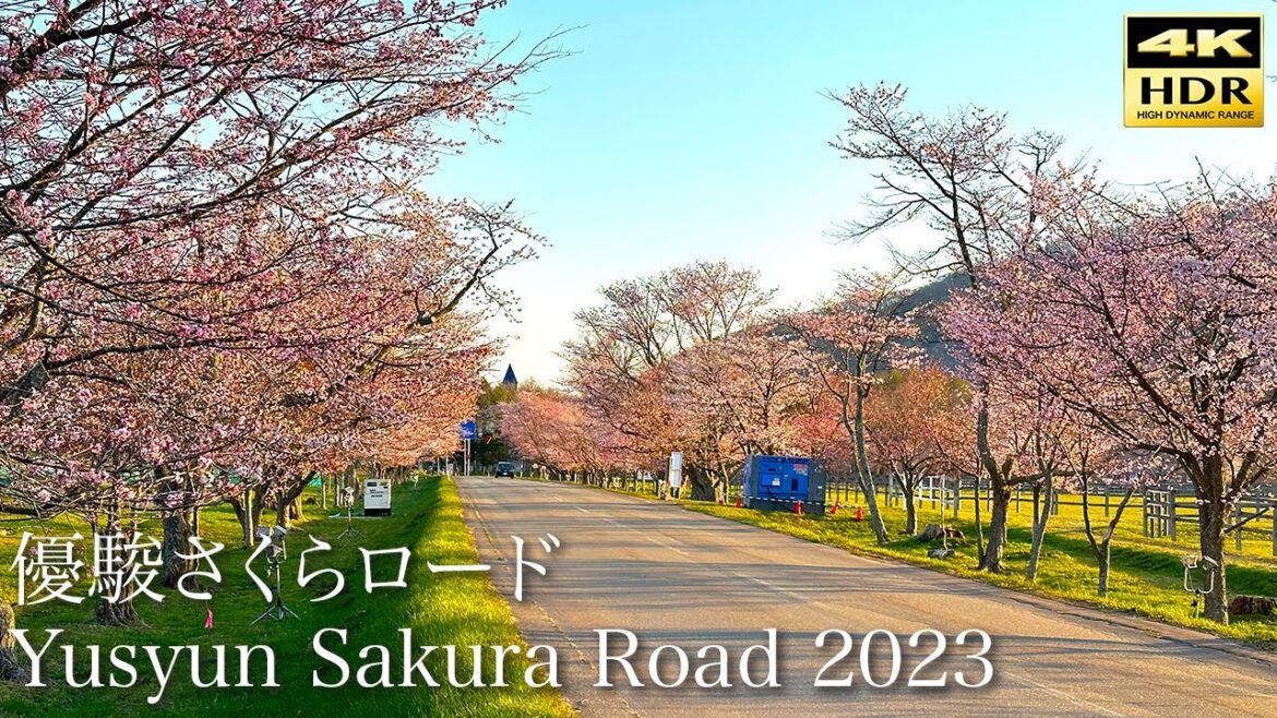 【4K HDR】優駿さくらロード(西舎桜並木)2023 Yusyun Sakura Road (Nishicha Cherry Blossom Lined Trees) 【4K HDR】優駿さくらロード(西舎桜並木)2023 Yusyun Sakura Road (Nishicha Cherry Blossom Lined Trees)