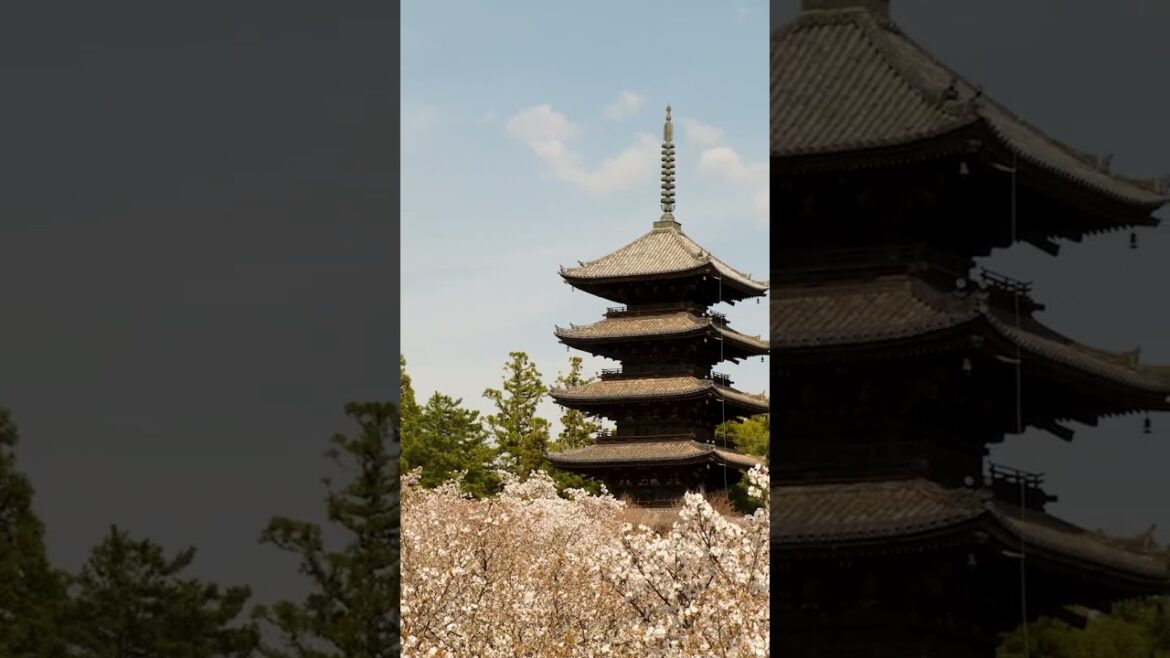 Top 3 Temples and Shrines you can find in Kyoto! #japan #kyoto #temple #shrine #shorts #ytshorts