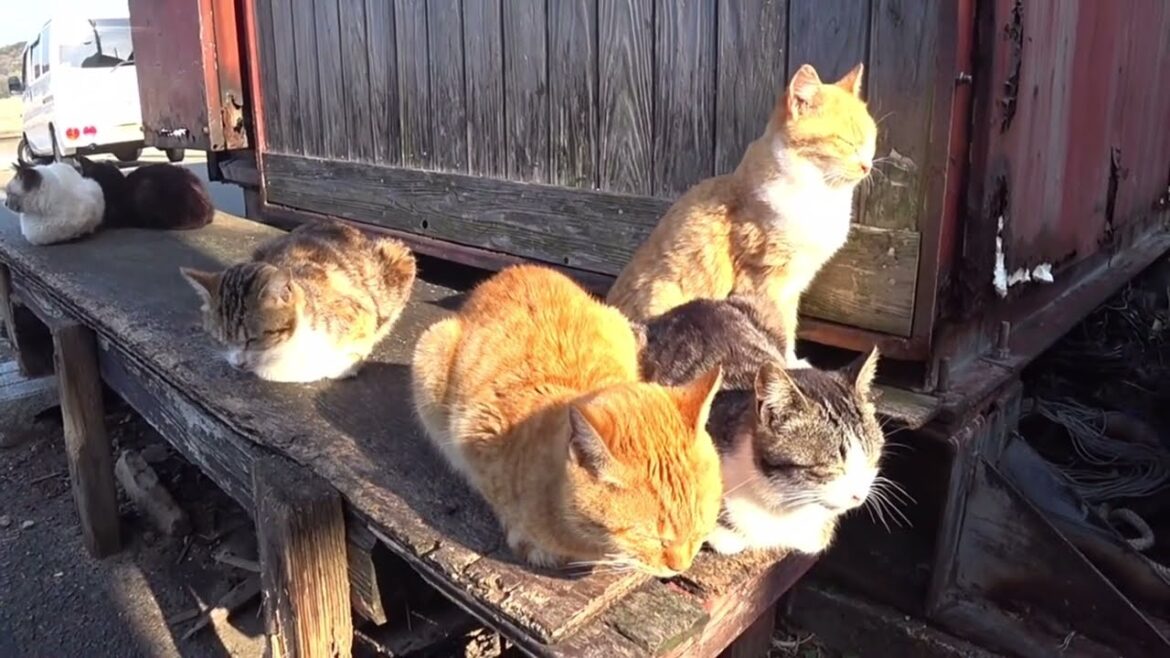 일본 후쿠오카 고양이섬 아이노시마, Japan Fukuoka straycat's island Ainosima