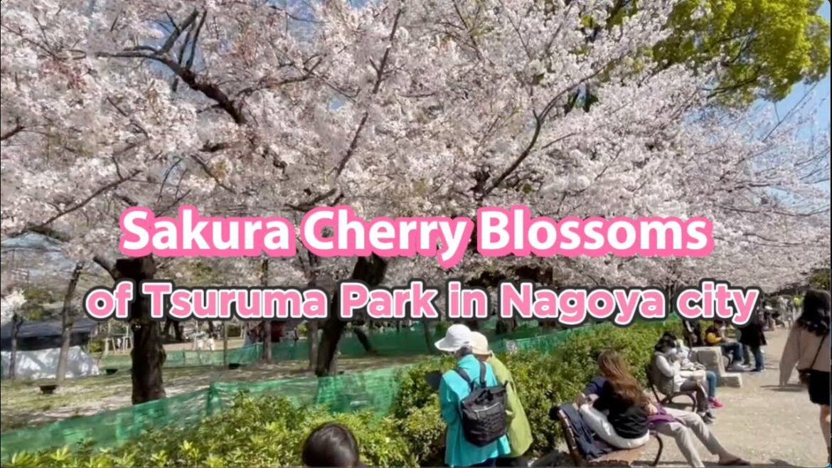 Sakura Cherry Blossoms of Tsuruma Park in Nagoya city Sakura Cherry Blossoms of Tsuruma Park in Nagoya city