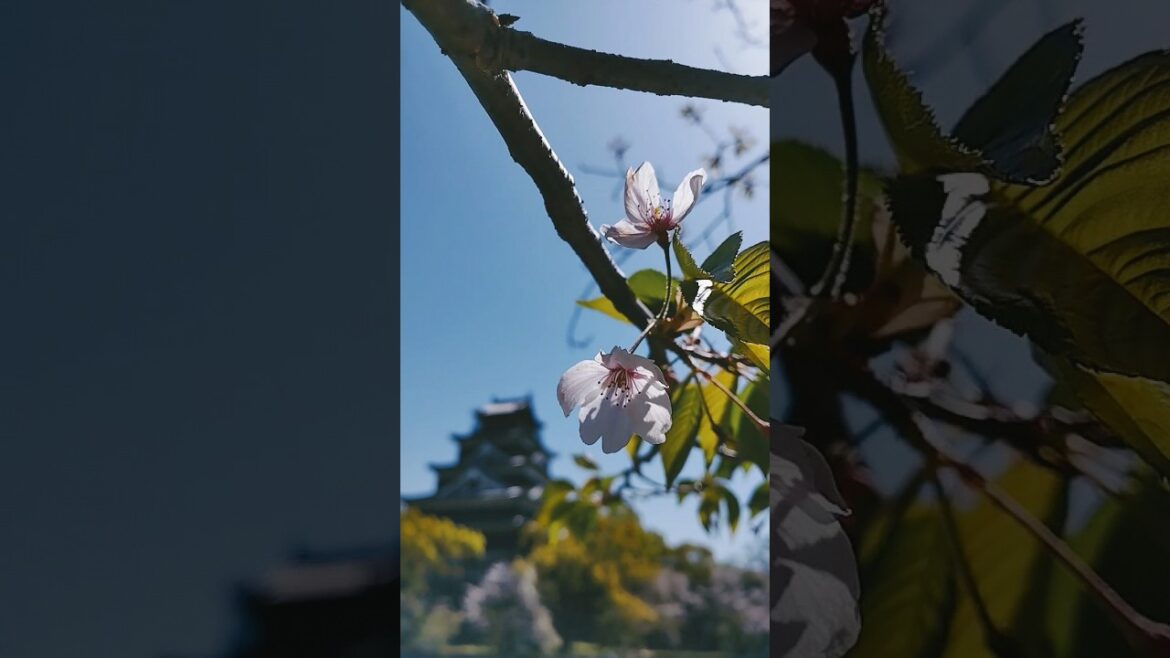 Last of the cherry blossom 🌸 & new Azalea at Hiroshima castle 🏯 #japan #travel #spring