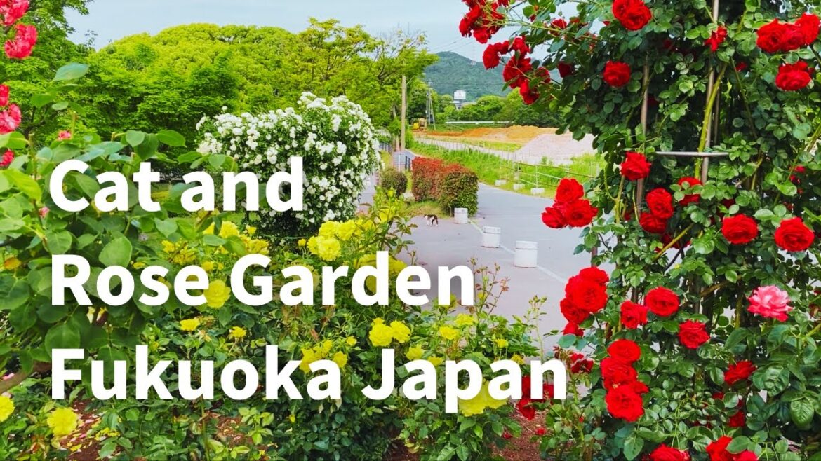 【福岡】猫と薔薇園:Cute cats,Rose garden(Fukuoka,Japan)