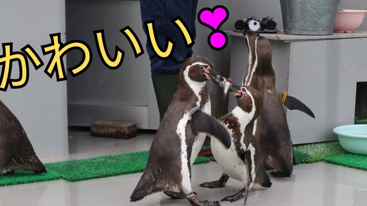 Penguin feeding (Wakayama Castle Zoo, Japan)