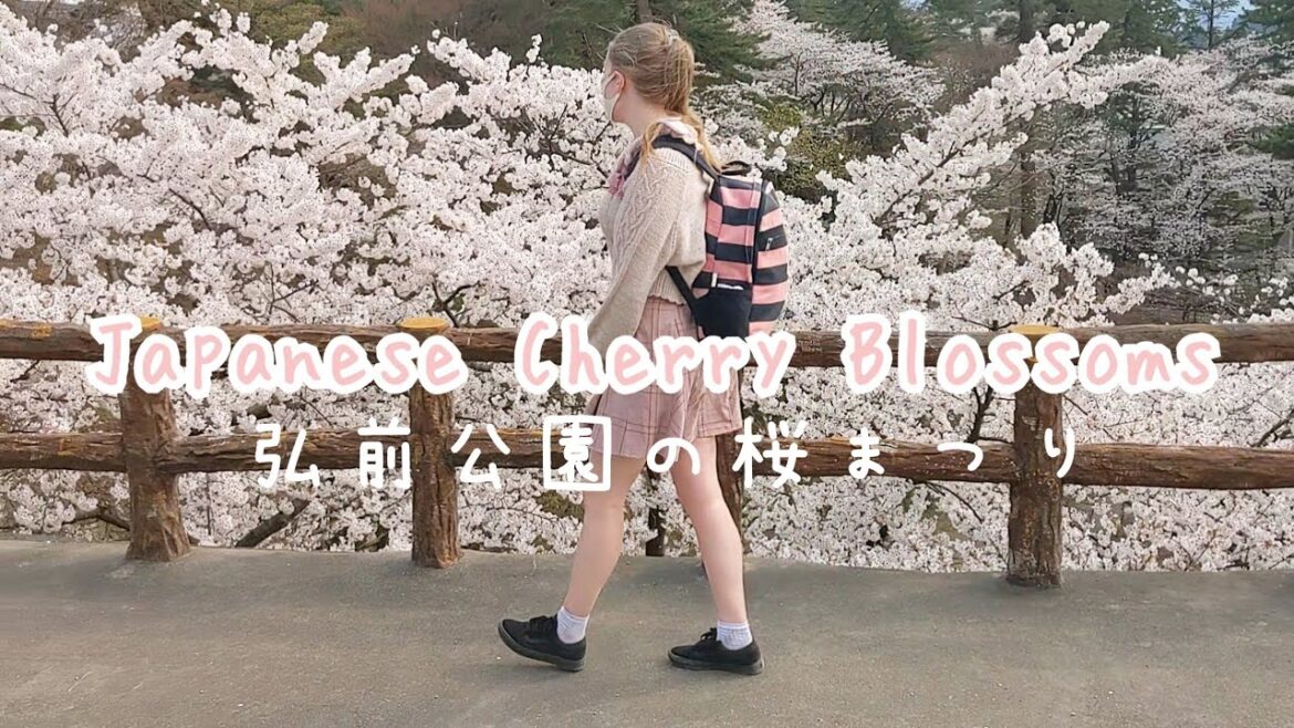 japanese cherry blossom festival 2022 ♡ 弘前公園の桜まつり 【2022年】