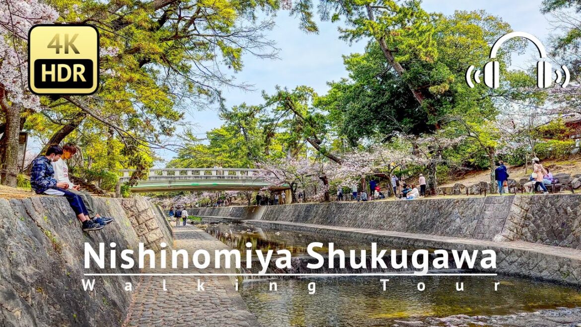 Nishinomiya Shukugawa Walking Tour - Hyogo Japan [4K/HDR/Binaural]