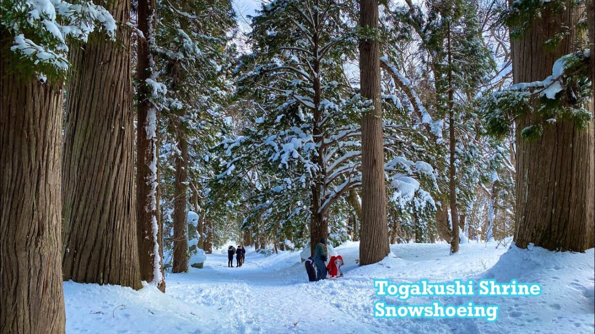 🇯🇵戸隠神社⛩️Togakushi Shrine Snowshoeing❄️🚶#冬景色