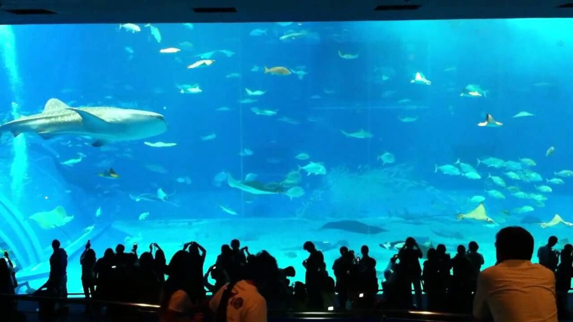 Trip to Okinawa 1/3 ~ほぼ美ら海水族館 Churaumi Aquarium~ Trip to Okinawa 1/3 ~ほぼ美ら海水族館 Churaumi Aquarium~