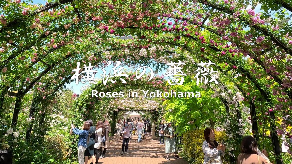 4K NON-STOP Walking through Roses in Yokohama　横浜イングリッシュガーデン・山下公園・港の見える丘公園・山手山イタリア山庭園・アメリカ山公園の薔薇を歩く