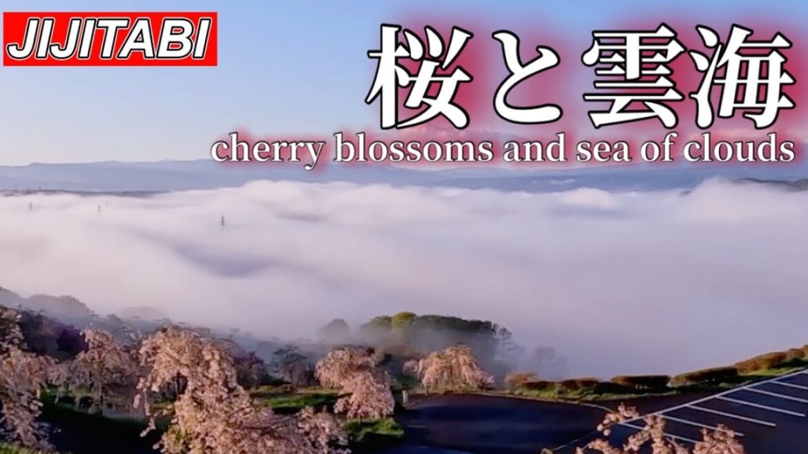 超感動‼︎桜と雲海【長野県小諸市】飯綱山公園撮影日2023.4.19Komoro City, Nagano Prefecture Cherry Blossoms and Sea of ​​Clouds