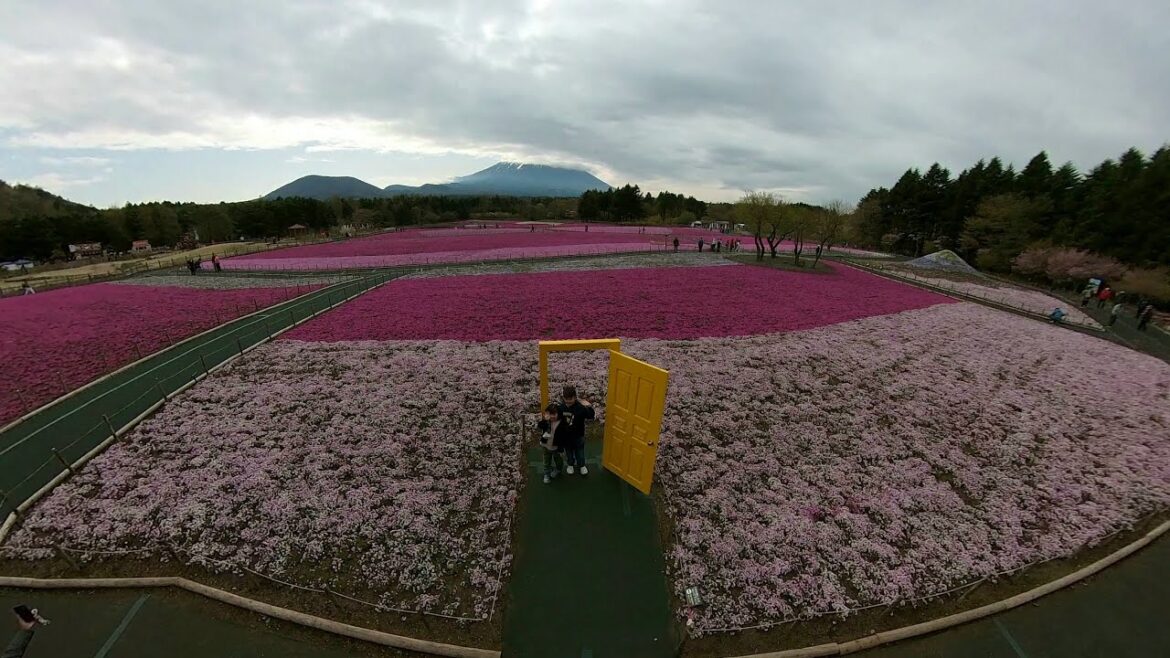 Fuji Shiba Sakura, Peter Rabbit English Garden - Mount Fuji