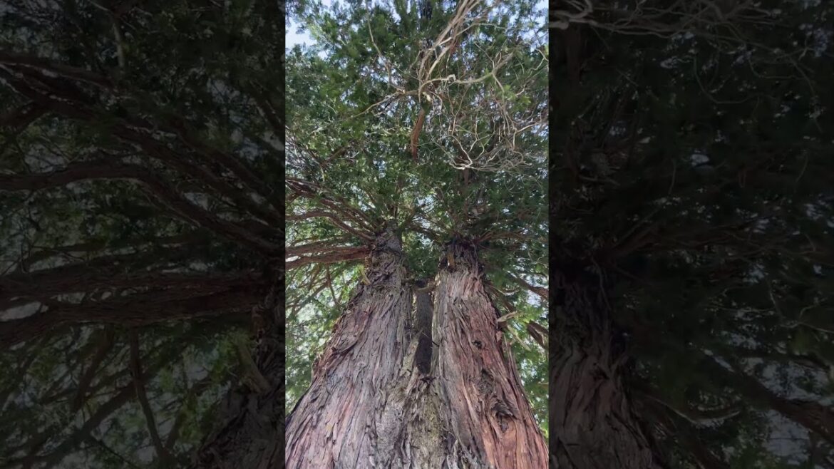 solo travel in Japanese countryside during spring| Nagano, Japan 2023 solo travel in Japanese countryside during spring| Nagano, Japan 2023