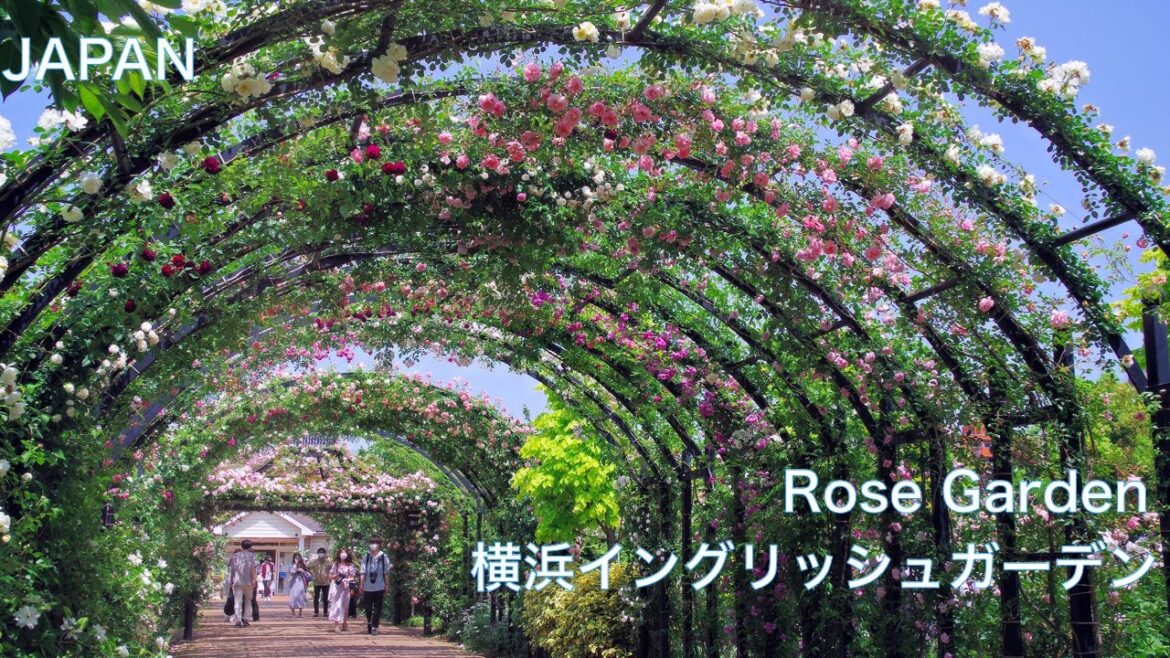 【横浜イングリッシュガーデン：バラ園】2200種の薔薇が咲く　Yokohama English Garden　Rose garden　　JAPAN Travel：Yokohama, Kanagawa