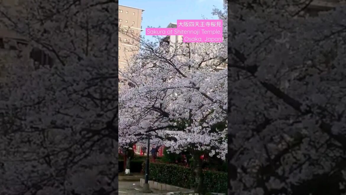 桜見·四天王寺·大阪 Sakura at Shitennoji Temple, Osaka, Japan