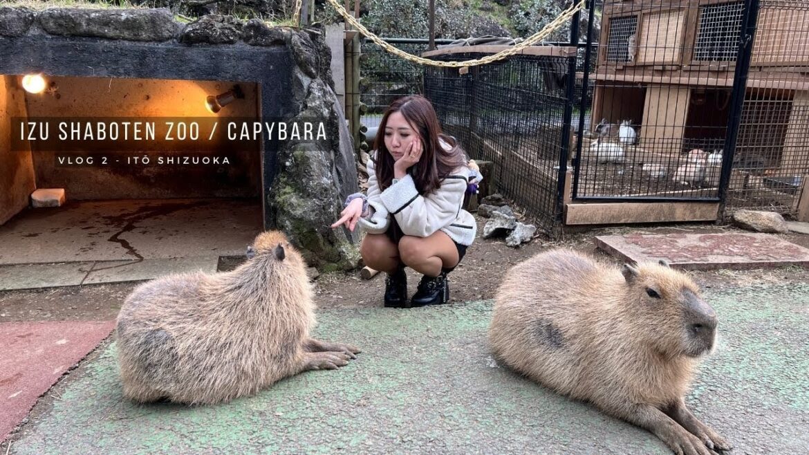 Capybara overdose at Izu Shaboten Zoo - Shizuoka 伊豆シャボテン