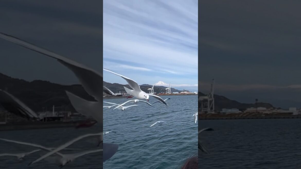 Incredible view of Mt. Fuji and Seagulls ❤️❤️ #shorts #japantravel #shortvideo