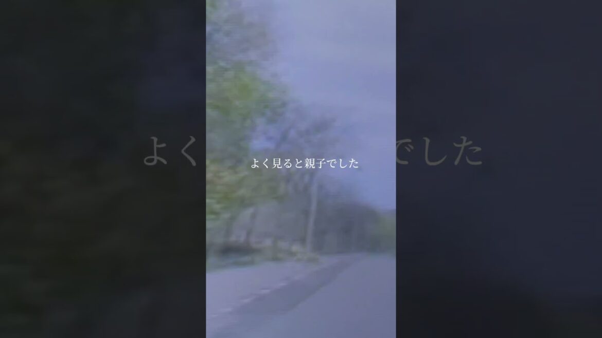 ドラレコ映像「北海道ボールパークの近くで遭遇」キタキツネの親子に感動 #shorts