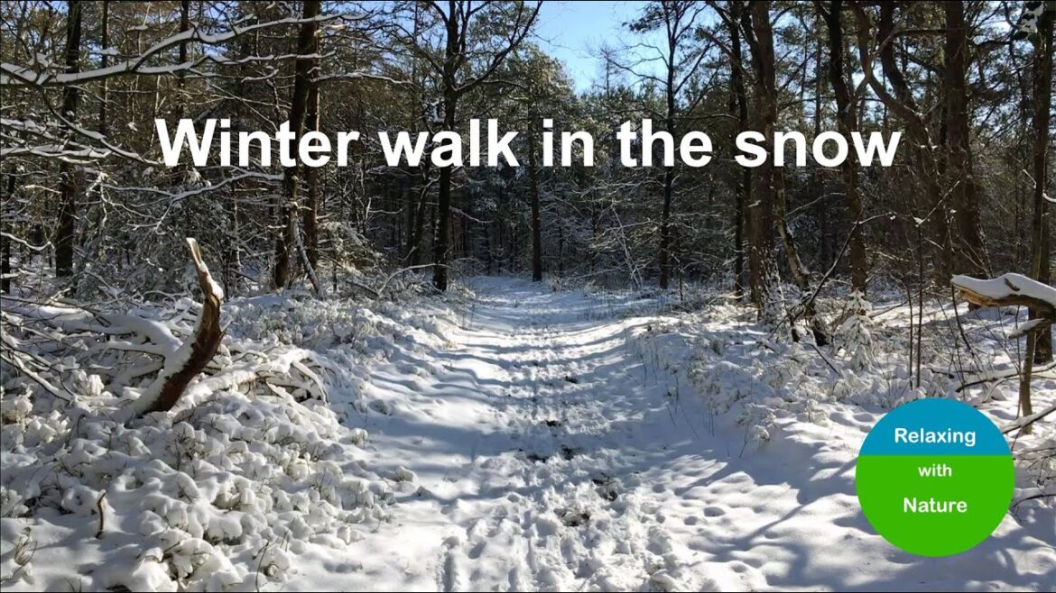 Relaxing winter walk in the snow - forest - no music - ASMR