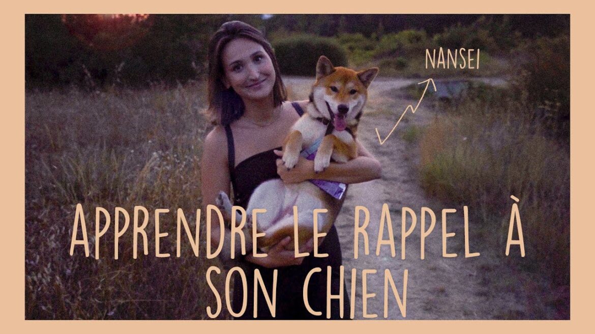 Apprendre le rappel à votre chien (Shiba Inu)