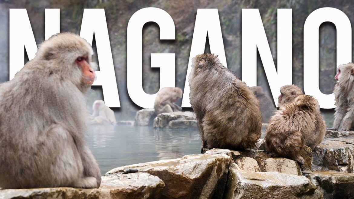 How to visit the Snow Monkeys of Nagano (2023)