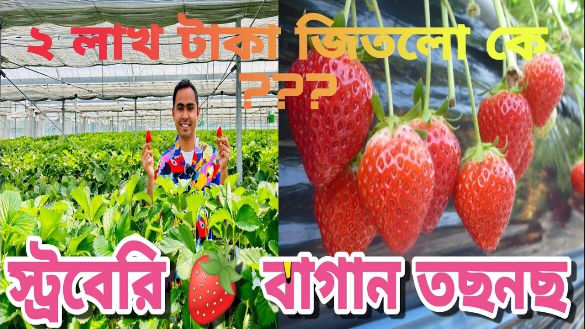 জাপানে স্ট্রবেরি 🍓বাগানে বাঙ্গালীদের হামলা । Strawberry Garden in Japan জাপানে স্ট্রবেরি 🍓বাগানে বাঙ্গালীদের হামলা । Strawberry Garden in Japan