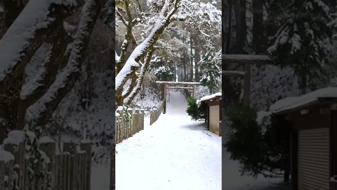 Hiking Mount Kongo in the winter #japan #travel #hiking #vlog #snow