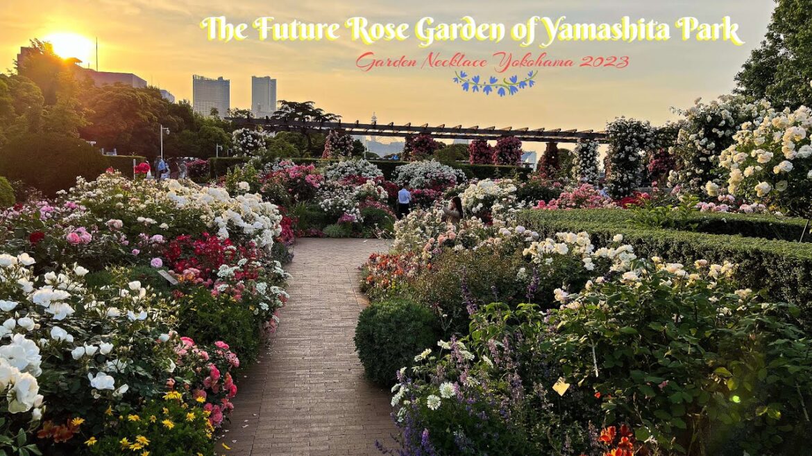 Yamashita Park The Future Rose Garden | Garden Necklace of Yokohama | #山下公園 | #横浜市
