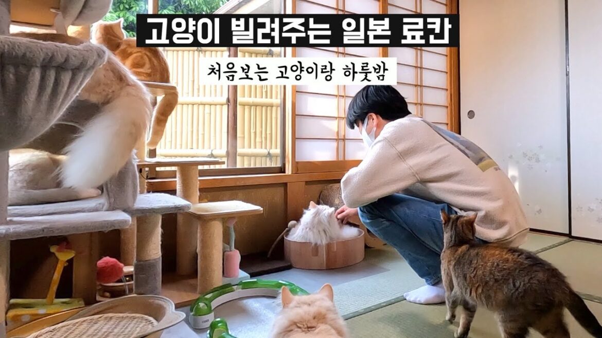 일본여행 | 고양이를 하룻밤 빌려주는 료칸 | 랜선 고양이 집사의 고양이 료칸 체험기 | 도쿄 근교 여행 일본여행 | 고양이를 하룻밤 빌려주는 료칸 | 랜선 고양이 집사의 고양이 료칸 체험기 | 도쿄 근교 여행