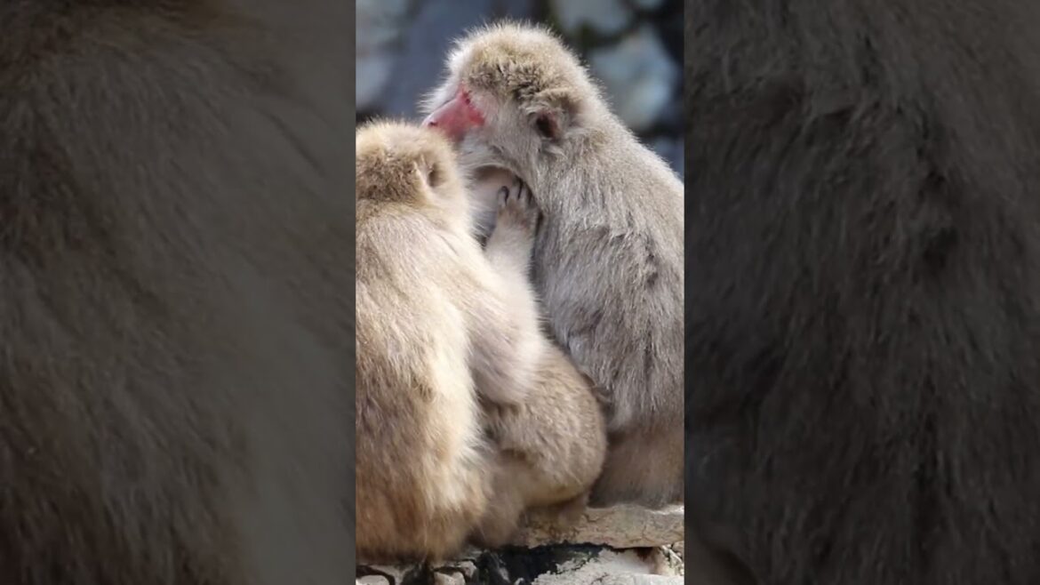 The Cutest Winter Treat in Nagano, Japan: Meet The Snow Monkeys The Cutest Winter Treat in Nagano, Japan: Meet The Snow Monkeys