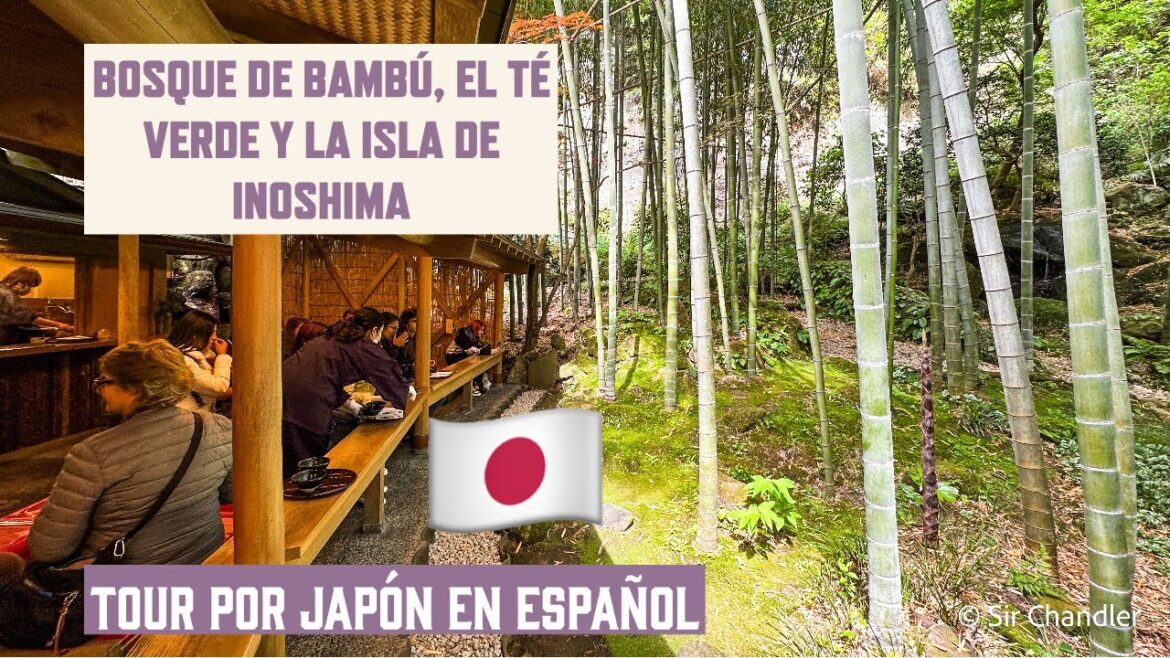 JAPÓN 🇯🇵: UN BOSQUE DE BAMBÚ 🎋, EL TÉ VERDE 🍵 Y UNA ISLA TURÍSTICA 🏝️