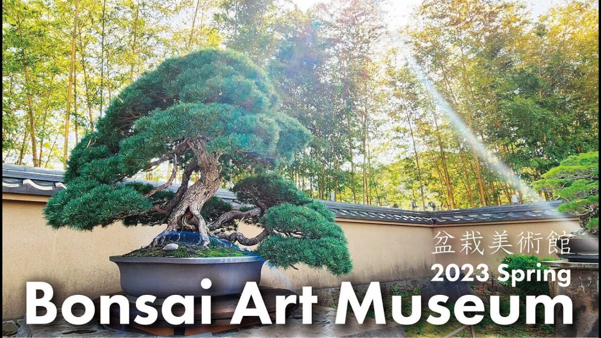 Bonsai Art Museum, -2023 Spring-【4K】さいたま市大宮盆栽美術館・新緑 Bonsai Art Museum, -2023 Spring-【4K】さいたま市大宮盆栽美術館・新緑