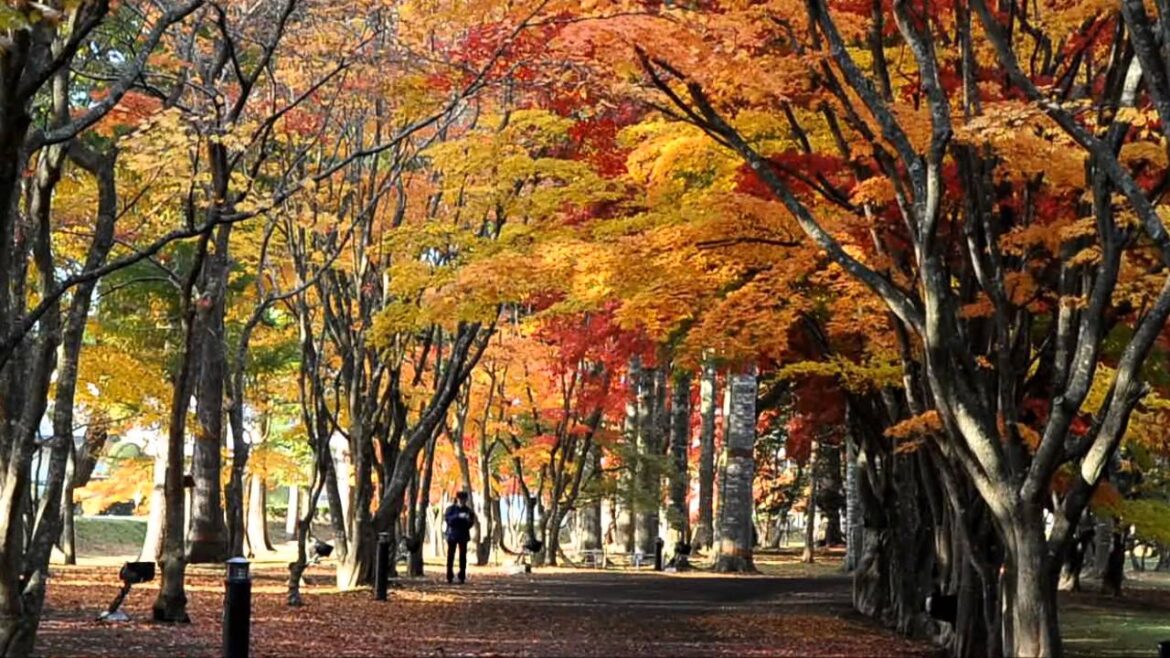 はこだて　もみじフェスタ　函館 見晴公園「香雪園」