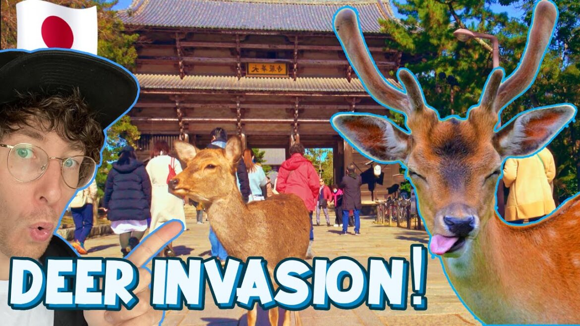 DEER Have Taken Over This City! | Nara, Better than Kyoto?!