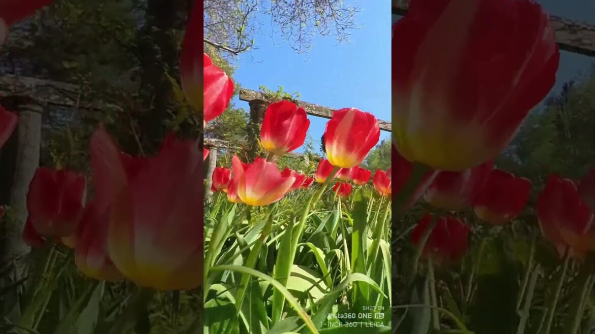 チューリップとパーゴラ in バラクライングリッシュガーデンの昼下がり チューリップとパーゴラ in バラクライングリッシュガーデンの昼下がり