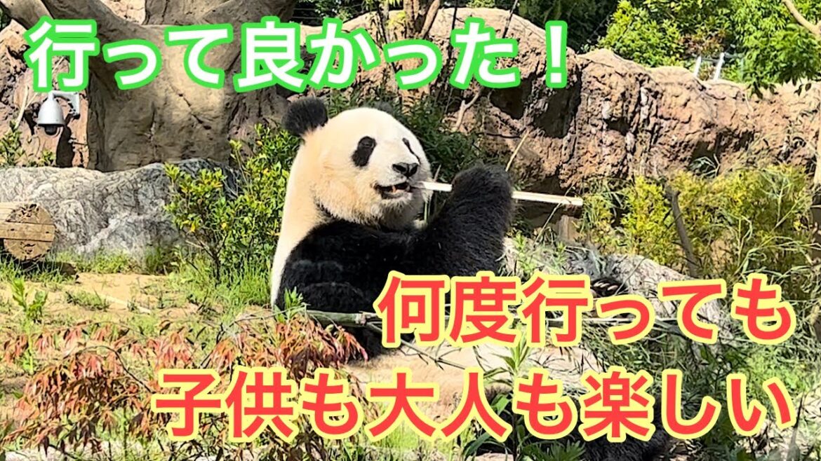 東京観光④　何度行っても、子供も大人も楽しい！上野動物園！！　不忍池、花園稲荷神社、五條天神社、上野精養軒 Tokyo, travel, zoo