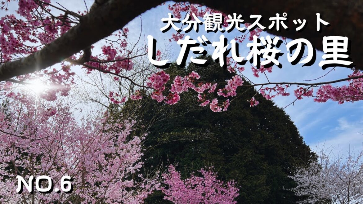 約2600本の桜が咲き乱れる　西日本一のしだれ桜　大分県竹田市　長湯温泉しだれ桜の里　大人のデートスポット　アラフィフ夫婦　大分デートスポット　大分観光スポット　竹田市観光スポット