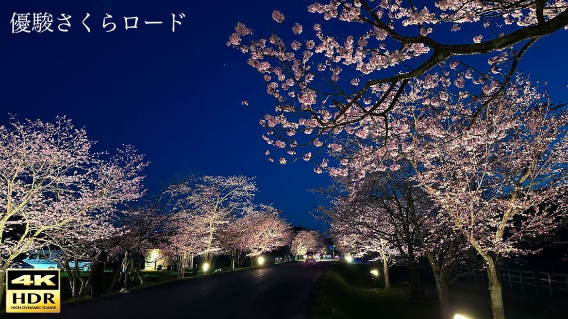 【4K HDR】優駿さくらロード ライトアップされた夜桜(西舎桜並木)2023 Yusyun Sakura Road (Nishicha Cherry Blossom Lined Trees) 【4K HDR】優駿さくらロード ライトアップされた夜桜(西舎桜並木)2023 Yusyun Sakura Road (Nishicha Cherry Blossom Lined Trees)
