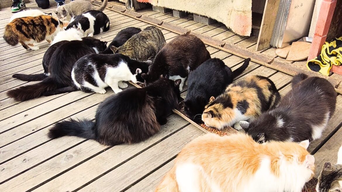 Explore Japan’s Cat Island 😻 Miyagi Tashirojima ASMR Explore Japan's Cat Island 😻 Miyagi Tashirojima ASMR