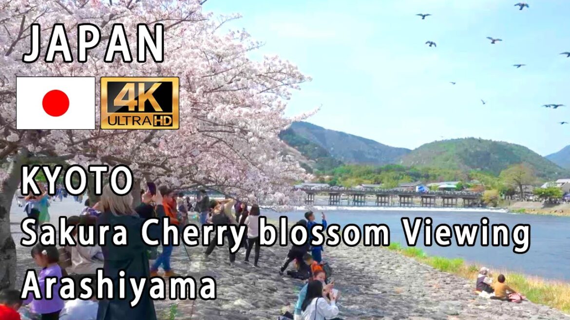 Japan Kyoto ("Sakura Cherry blossom Viewing" Arashiyama)